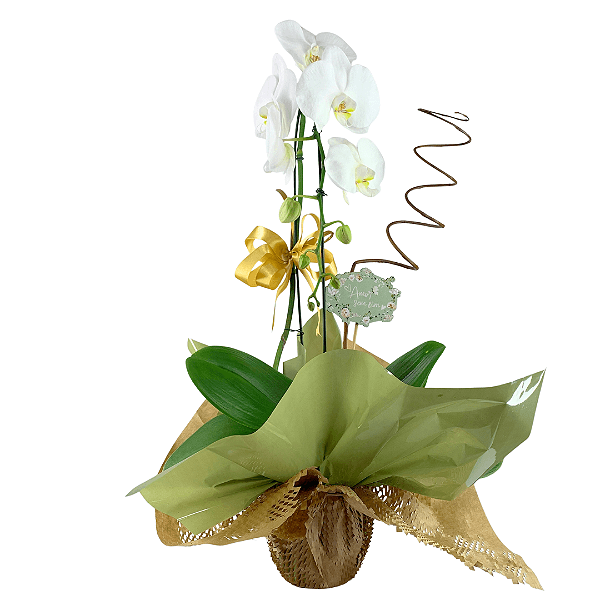 Orquídea Branca 1 Haste